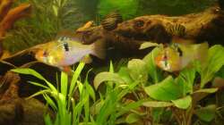 Schmetterlingsbuntbarsche - 2x weiblich (leider einer verstorben)