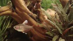 Schmucksalmler ´White Fin´