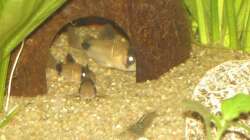 Pandas in Höhle - 07.2011