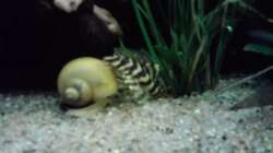 L134 und Apfelschnecke