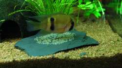 Maroni bewacht das Gelege auf dem Stein