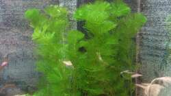 Grüne Haarnixe  nach Einrichten