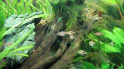 Espes Keilfleckbärbling-Schwarm