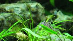 Dreilinien-Panzerwels