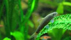 Indischer Algenfresser