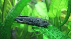 Antennenwels-Männchen