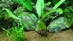 Lilaeopsis brasiliensis (Graspflanze) & Walkers Wasserkelch (Cryptocoryne walkeri)