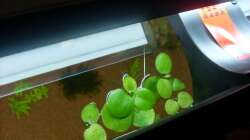 Froschbiss (schon entnommen)