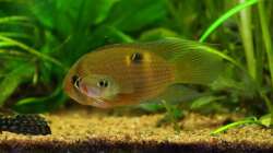 Wenn die Kleinen die Großen ärgern...