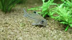 Dreilinien-Panzerwels