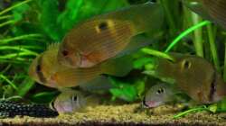 Der Nachwuchs mit den Eltern