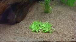 Pogostemon helferi  nach Einrichten