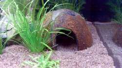 eine von 2 halben Kokosnusschalen mit Loch