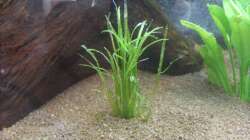 Graspflanzen (Neuseelandgras)  nach Einrichten