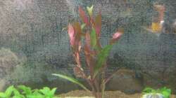 Papageienblatt  nach Einrichten