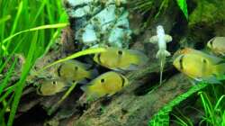 Maronis kurz vor dem Füttern