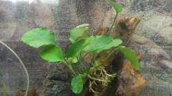 Anubia nach Einrichten