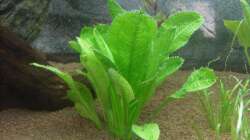 Schwertpflanze  nach Einrichten