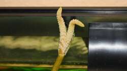 Aponogeton (Wasserähre) blüht