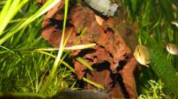 große nicht miteinander verbundene Höhlen in der Wurzel