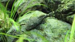 Antennenwels-Weibchen