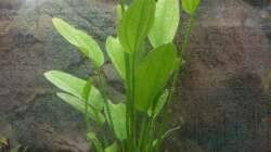 Amazonaspflanze  nach Einrichten