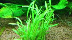 Lilaeopsis brasiliensis (Graspflanze)