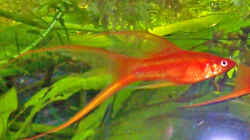Männchen Lyra orange (Mein Lieblingsfisch ^_^)