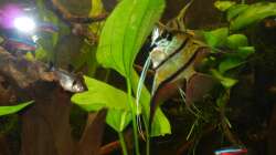 Pärchen Peru-Altum Skalare beim Laichen.