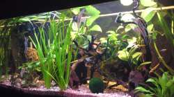 Kurz nach der Einrichtung.