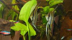 Pärchen Peru-Altum Skalare beim Laichen.