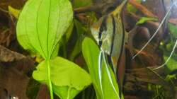 Pärchen Peru-Altum Skalare beim Laichen.