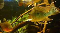 Geophagus Altifrons (vermutlich)