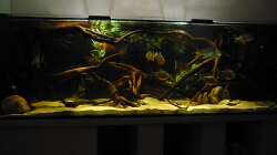 Aquarium Mein eigener Orinoco