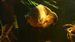 Astronotus Occelatus (Oskar)