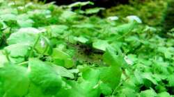 Besatz im Aquarium Saphir