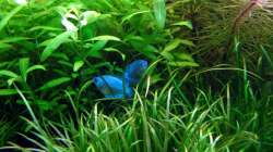 Besatz im Aquarium Saphir