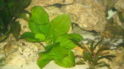 Pflanzen im Aquarium Becken 199