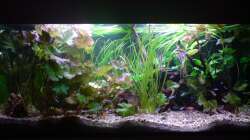 Aquarium Amazonas - Zwergbuntbarsche & Co (Aufgelöst)