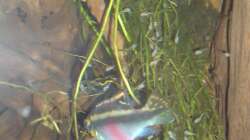 Besatz im Aquarium Amazonas - Zwergbuntbarsche & Co (Aufgelöst)