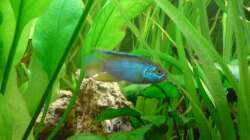 Besatz im Aquarium Amazonas - Zwergbuntbarsche & Co (Aufgelöst)