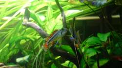 Besatz im Aquarium Amazonas - Zwergbuntbarsche & Co (Aufgelöst)