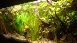 Aquarium Amazonas - Zwergbuntbarsche & Co (Aufgelöst)