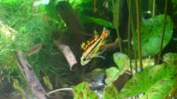 Besatz im Aquarium Amazonas - Zwergbuntbarsche & Co (Aufgelöst)