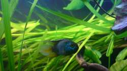 Besatz im Aquarium Amazonas - Zwergbuntbarsche & Co (Aufgelöst)