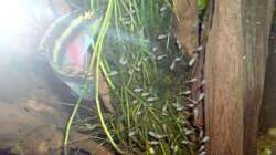 Besatz im Aquarium Amazonas - Zwergbuntbarsche & Co (Aufgelöst)