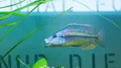 Dimidochromis Strigatus (m)