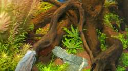 Dekoration im Aquarium Meine Ruhezone