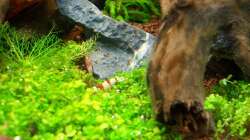 1 von den 2 Crystel red