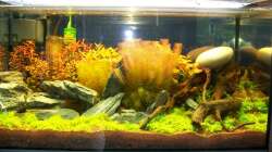 Die Wurzel hatte noch auftrieb